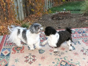 shih tzu puppy play