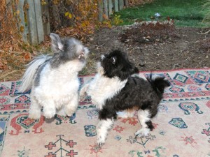 shih tzu puppy play