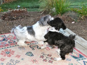 shih tzu puppy play