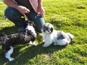 two shih tzus preparing for a walk. 