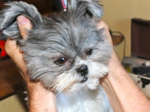 shih tzu with ears up like a rabbit.