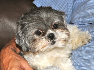 a shih tzu in someone's arms.