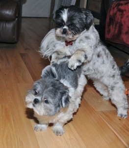 two shih tzus romping