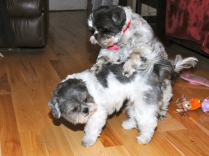two shih tzus romping
