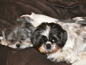 two shih tzus on a couch.