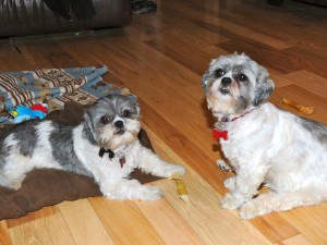 two shih tzus