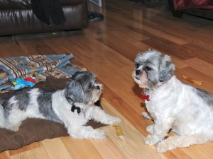 two shih tzus