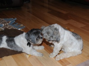 two shih tzus