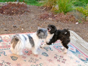 two shih tzus playing