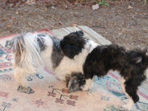 two shih tzus playing