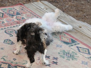 two shih tzus playing