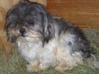 shih tzu before