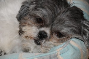 shih tzu in blue and white dog bed.