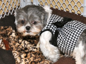 shih tzu in a houndstooth dress