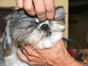 shih tzu getting eye cleaned with warm water on a cotton ball.