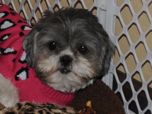 shih tzu in pink sweater