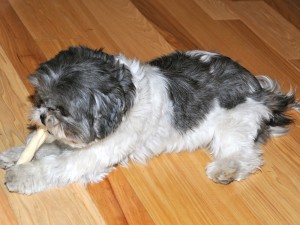 a shih tzu with a retriever roll