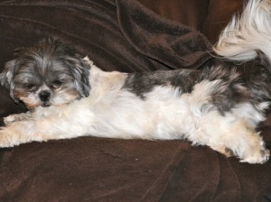 a dog stretched out on a couch.