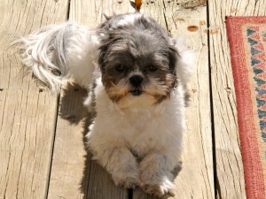 a shih tzu resting on a porch.