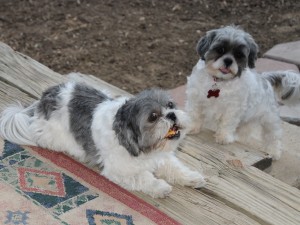 shih tzu with a chicken and apple treat.