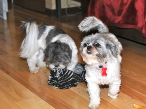 two shih tzus