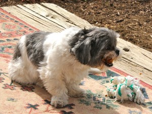 shih tzu gnawing on an apple and chicken treat.