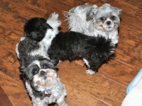 three shih tzus