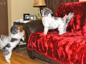 two shih tzus