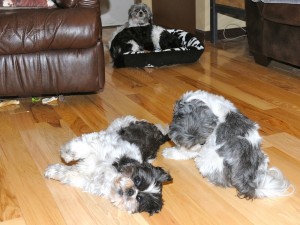 four shih tzus