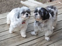 two shih tzus 