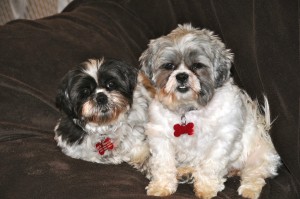 two shih tzus