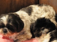 two shih tzus on a couch