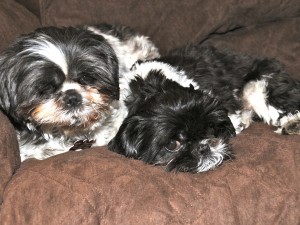 two shih tzus lying on a couch.