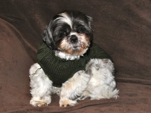 shih tzu in a green sweater