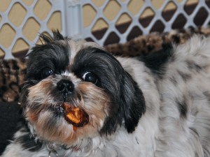 shih tzu chewing on a chicken and apple treat. 