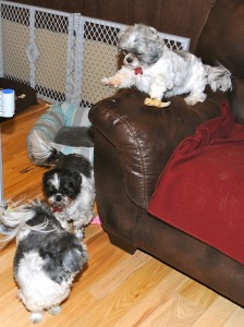 three shih tzus