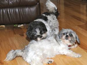 two shih tzus playing.