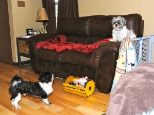 two shih tzus