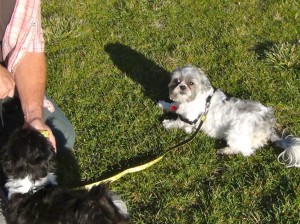 a shih tzu on a leash. 