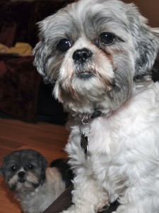 two shih tzus