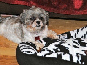 a shih tzu near a dog bed.