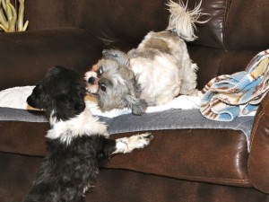 two shih tzus sparring.