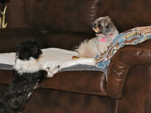 two shih tzus sparring