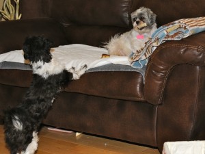 two shih tzus sparring