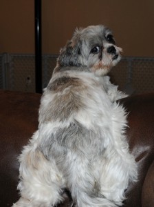 The back end of a shih tzu