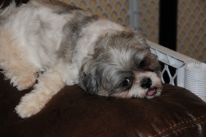 a shih tzu rests on couch arm. 