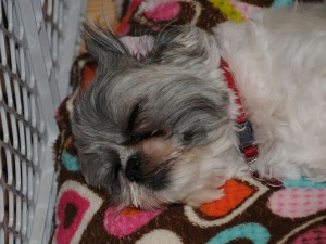 shih tzu asleep in dog bed