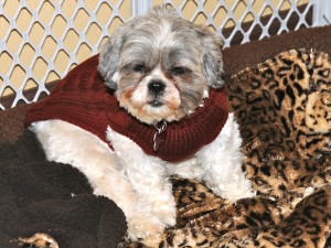 shih tzu in red sweater