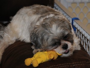a shih tzu chewing on a yellow bear.