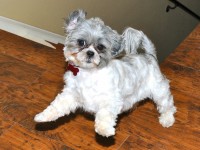 a shih tzu dancing